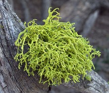 Letharia vulpina, wolf lichen, grows like a multiple-branched tuft or leafless mini-shrub, so it has a fruticose growth form.