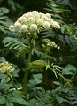 Angelica, containing phytoestrogens, has long been used for gynaecological disorders.