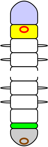  Diagram of segments of an annelid[8][12]