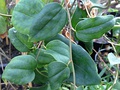 Foliage