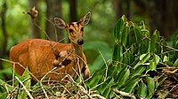 M. m. aureus in India. This subspecies is now included under the northern red muntjac (M. vaginalis)