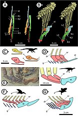 Comparison between the sternal ribs of ornithodirans (left) and hypothesised stepwise evolution of the ornithischian breathing apparatus (right)