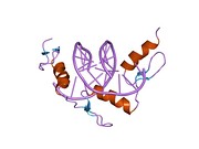 1a1l: ZIF268 ZINC FINGER-DNA COMPLEX (GCAC SITE)