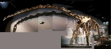 A reconstructed skeleton, Museum of Ancient Life, Utah, USA