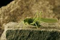 Males can be recognized by the absence of the ovipositor