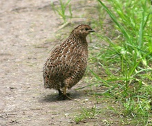 Brown quail ("Coturnix ypsilophora")