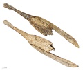 Spoon engraved in reindeer antler, Magdalenian c. 17,000 – c. 12,000 BCE