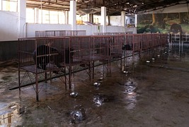 Battery cages for sun bears reared for their bile
