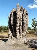 A cathedral mound created by eusocial mound-building termites.