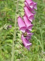 The foxglove, Digitalis purpurea, contains digoxin, a cardiac glycoside. The plant was used on heart conditions long before the glycoside was identified.[54][73]