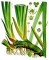 Sweet flag or strewing rush, Acorus calamus (aromatic)