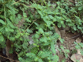 Phyllanthus niruri