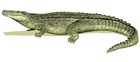 Purussaurus brasiliensis