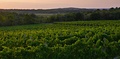 Vineyards of Istria