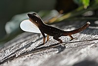 Many-scaled anole 