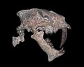 5th saber-tooth instance: Nimravidae (Feliformia, Carnivora) – Hoplophoneus primaevus skull and upper cervical vertebrae