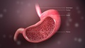High-quality image of the stomach