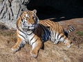 Амурский тигр Алексей в зоопарке г. Детройт