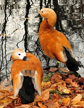 The Tadorna ferruginea, or ruddy shelduck, lives in Southeast Europe, Central Asia and Southeast Asia, and migrates in the winter to India.