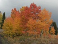 Fall colors atop the mesa.