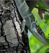 Haitian green (from Hispaniola), Jamaican giant and western giant anole (from Cuba) are all crown giant ecomorphs, but not closely related