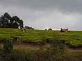 Picking tea. Mufindi tea farm
