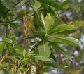 Alstonia macrophylla