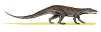 Possible relatives of Aenigmaspina could be Erpetosuchus, Ornithosuchus and Gracilisuchus.