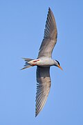 River tern (Sterna aurantia) in flight, April 2024