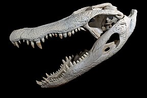 Skull of American alligator