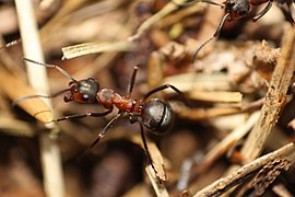 Малый лесной муравей (F. polyctena)