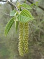 Male catkins of hop-hornbeam (Ostrya carpinifolia)