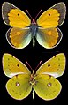 Colias myrmidone, ♂