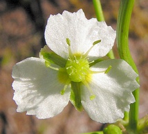 Flor de perianto verticilado (Alisma plantago-aquatica), 3 sépalos en el primer verticilo, 3 pétalos en el segundo verticilo (tetrámera), piezas de uno y otro verticilo alternadas