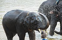 Asian elephants are protected across various geographies. Pictured are elephants in Mudumalai National Park in India (left) and Tad Lo river, Salavan Province, Laos (right)