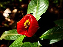 Psychotria elata