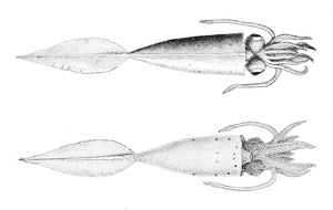 Galiteuthis phyllura in dorsal (top) and ventral views, showing its lanceolate fins