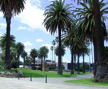 Phoenix canariensis In Melbourne, Australia