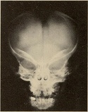 Head