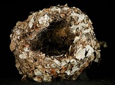 Museum specimen of a blue-grey gnatcatcher cup nest, made with lichens, hair, and spiderwebs.