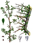 The genus Boswellia, from which frankincense is harvested