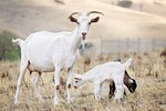 Goats (2% of world's milk)