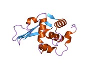 1tay: DISSECTION OF THE FUNCTIONAL ROLE OF STRUCTURAL ELEMENTS OF TYROSINE-63 IN THE CATALYTIC ACTION OF HUMAN LYSOZYME