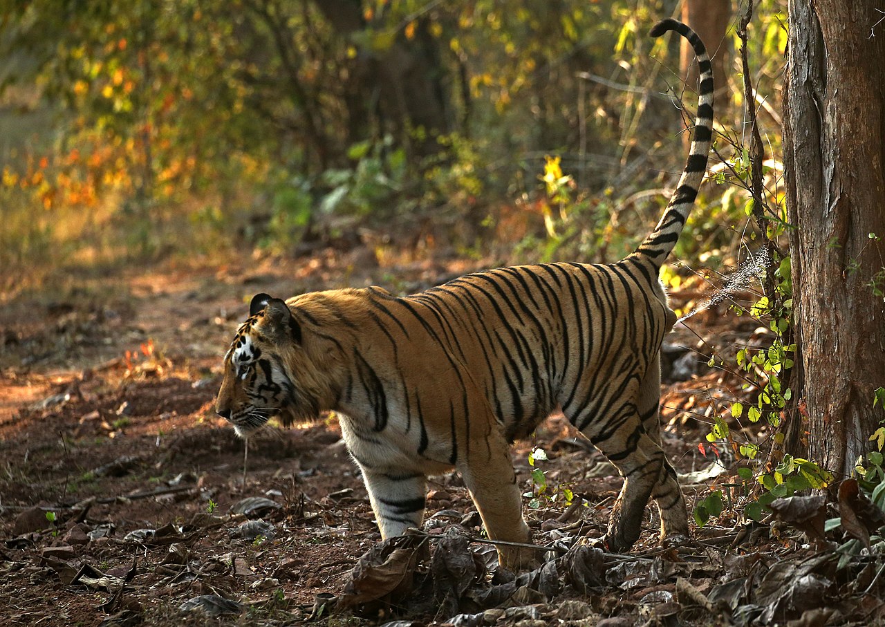 A tiger's penis is aimed backward during urination. Tigers scent-mark their territories with pheromones in urine.[6]