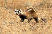 Brown and white mustelid in grass
