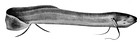 Protopterus dolloi