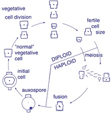 Centric diatom (oogamy)