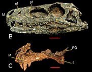 Herrerasaurus ischigualastensis (PVSJ 407, PVSJ 053)