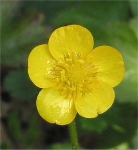 Лютик ползучий (Ranunculus repens)