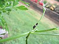 First-instar caterpillar in northeast Georgia